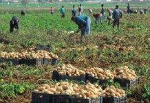 Les Etats-Unis à l’assaut des terres algériennes