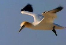 Des milliers d’oiseaux de mer congelés dans un chalutier chinois