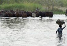 COP21 : Le lac Tchad à l’abandon, Boko Haram en embuscade