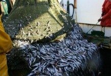 Mauritanie : l’océan livré au pillage chinois