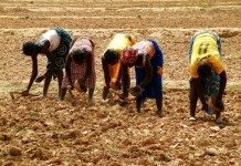 Le réchauffement climatique menace la sécurité alimentaire du Mali
