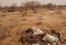 Des inondations ravagent le nord du Niger