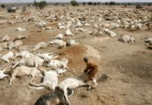 13 millions de personnes en détresse au Sahel