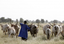 « La communauté peule n’a jamais été aussi martyrisée »