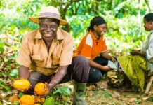 KKO International s’impose comme un leader du cacao en Afrique