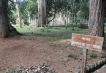 Ile Maurice, la lente agonie du jardin de Pamplemousses