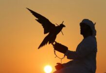 Libye, le faucon le plus cher du monde sur Tik Tok