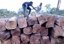 Nouvelles révélations sur un trafic de bois de rose entre le Mali et le Sénégal
