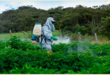 Le Kenya importe des pesticides interdits en Europe