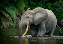 Ces éléphants de forêt menacés en Afrique