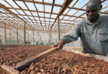 Côte d’Ivoire : 700000 producteurs ivoiriens de cacao en crise