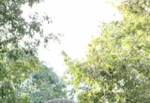 Maurice Beranto: un calme trompeur à Madagascar