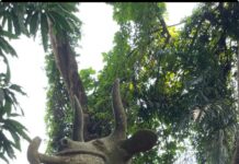 Bénin, la ville de Ouidah entre vodou et mémoire de l’esclavage