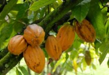 Cacao : Abidjan réduit drastiquement le prix payé aux planteurs