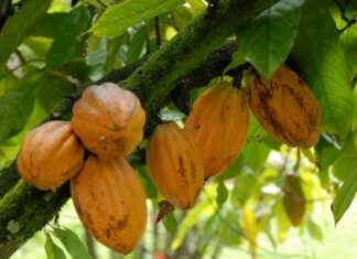 Cacao : Abidjan réduit drastiquement le prix payé aux planteurs