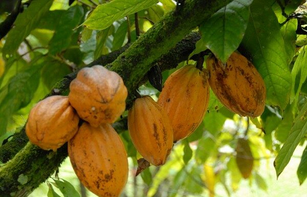 Cacao : Abidjan réduit drastiquement le prix payé aux planteurs