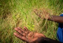 Ormuz : la crise invisible des engrais