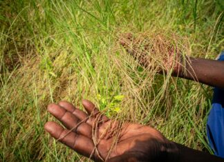 Ormuz : la crise invisible des engrais