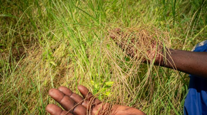 Ormuz : la crise invisible des engrais